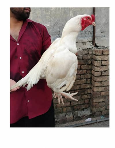 paper white heera murga