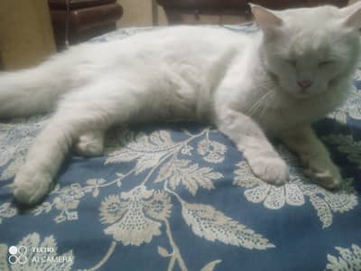 CAT FOR SELL