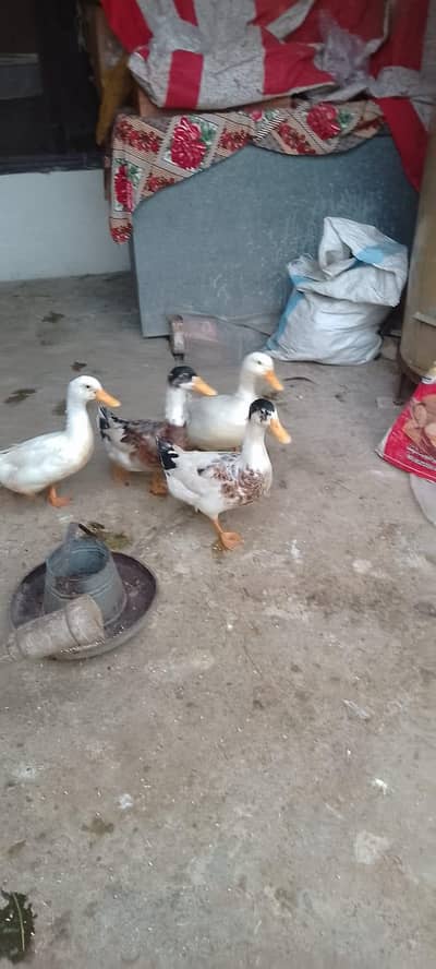 Duck males for sale