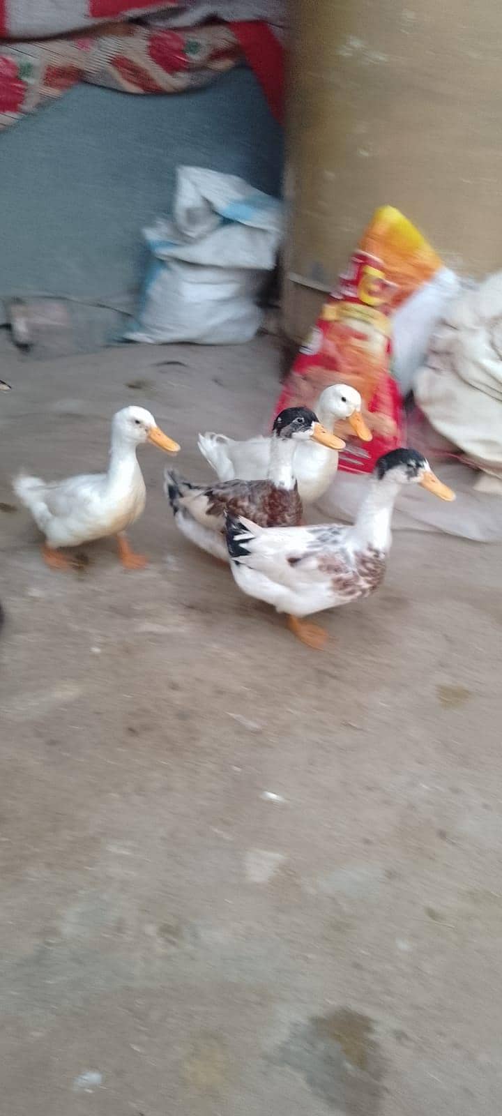 Ducks 1