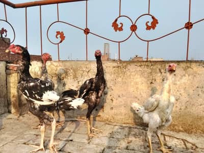 Thai witnaam 4 pathay 1 pathi Aur 1 Heera Murgi for sale