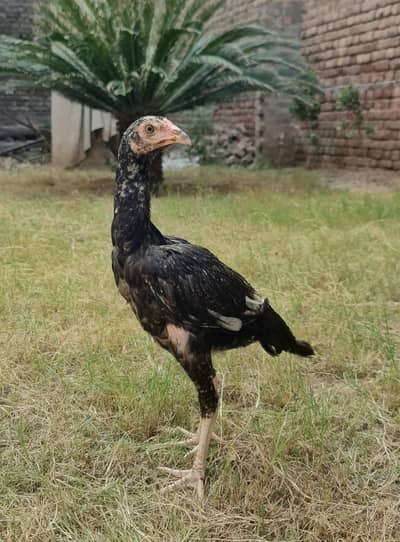 Top Quality aseel Bird| young+healthy+active| strong+powerful growth
