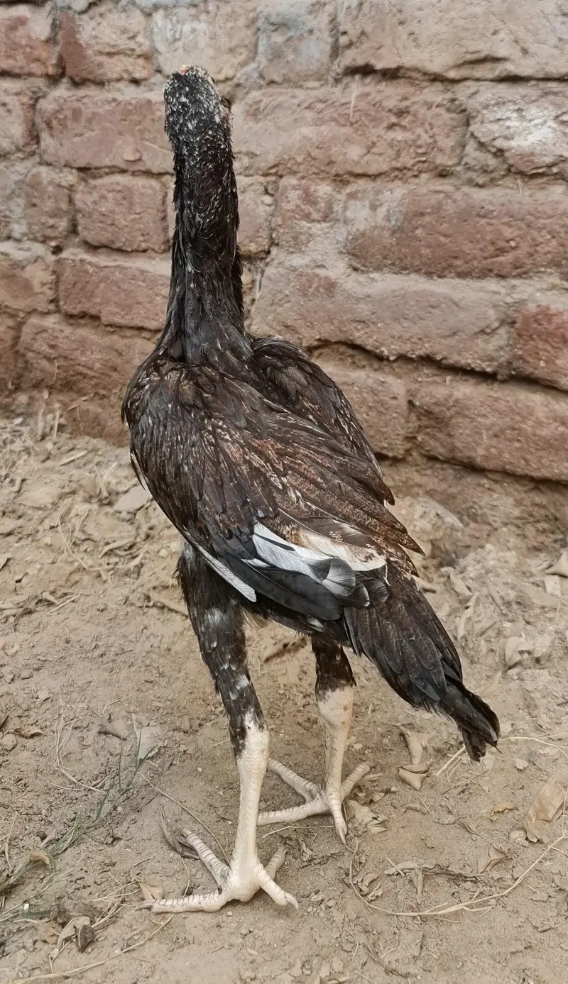 Top Quality aseel Bird| young+healthy+active| strong+powerful growth — photo 2