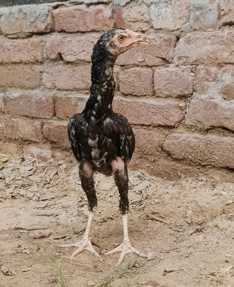Top Quality aseel Bird| young+healthy+active| strong+powerful growth — photo 3