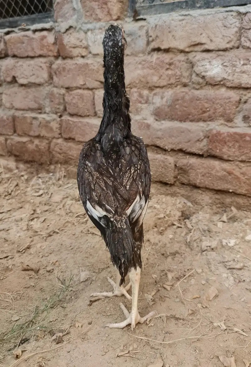 Top Quality aseel Bird| young+healthy+active| strong+powerful growth — photo 4