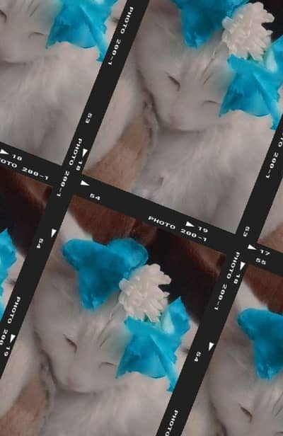 Persian cat 