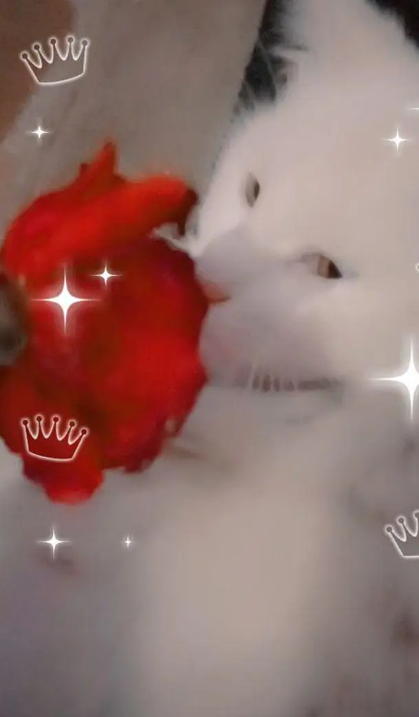 Persian cat  — photo 2