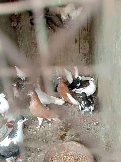 selling per kabotar 300 urgent sell Kal ki rawangi aj he uthayn Jo inh