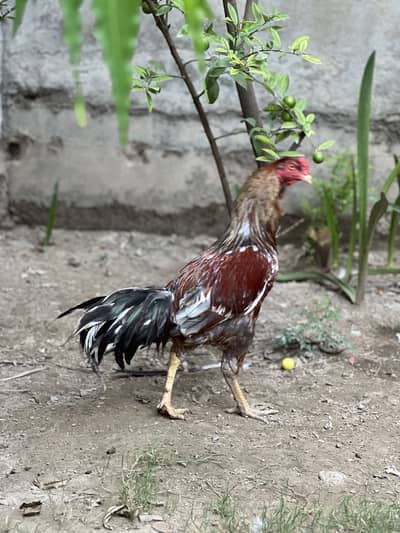 Mianwali Aseel Murgha Breeder Forsale