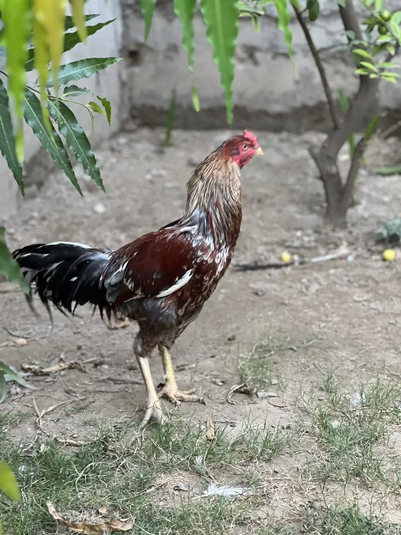 Mianwali Aseel Murgha Breeder Forsale — photo 2