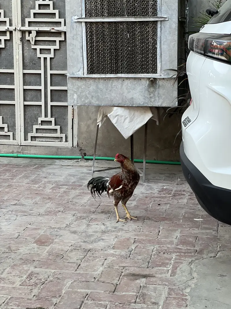 Mianwali Aseel Murgha Breeder Forsale — photo 3
