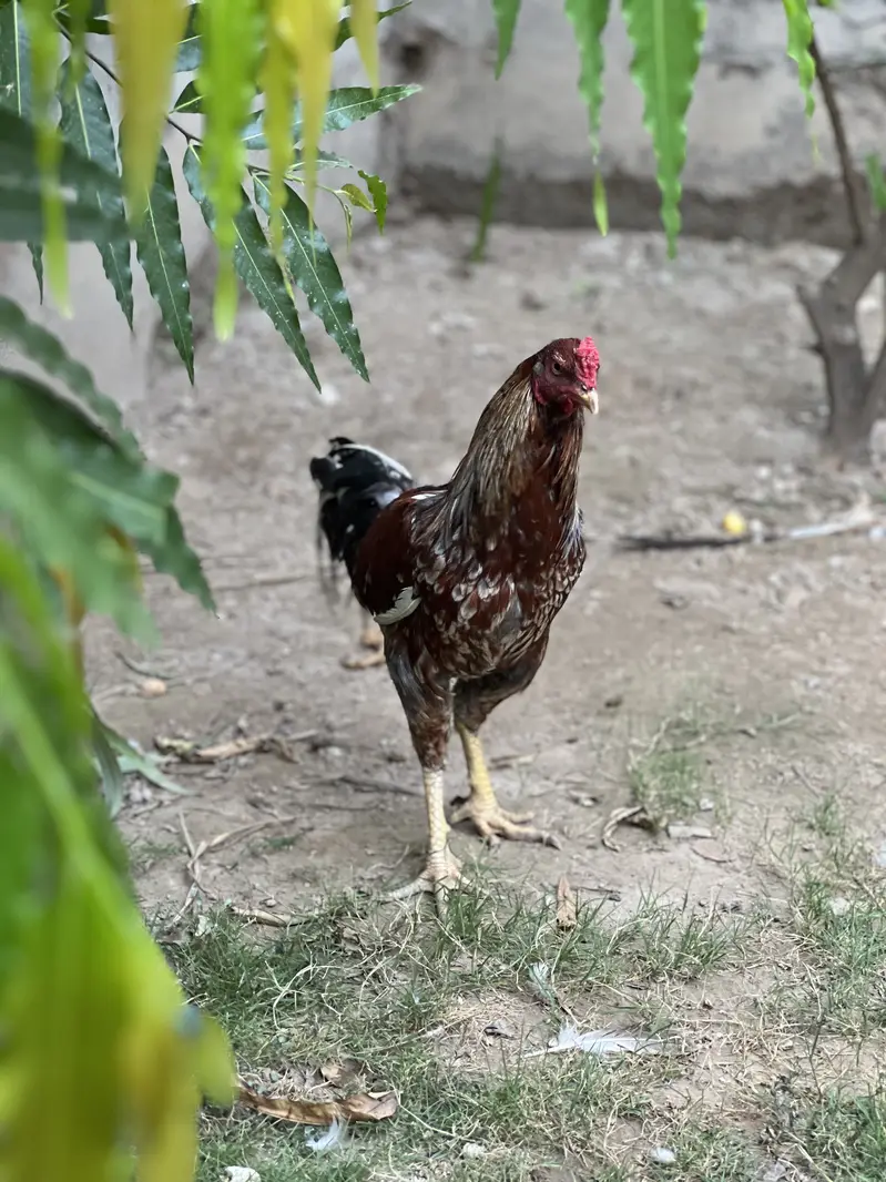 Mianwali Aseel Murgha Breeder Forsale — photo 5