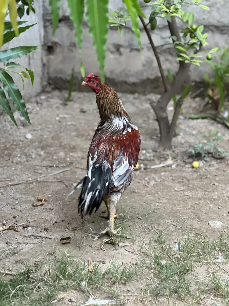 Mianwali Aseel Murgha Breeder Forsale — photo 6