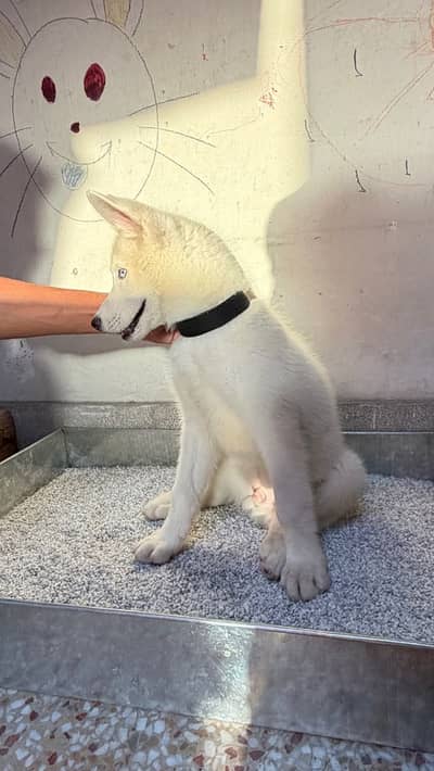 Siberian Husky Puppy blue eyes double cot 4 months age vaccinated