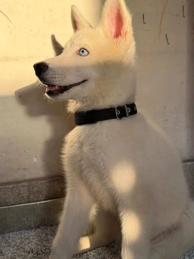 Siberian Husky Puppy blue eyes double cot 4 months age vaccinated — photo 2