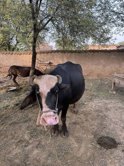 Ravi Neeli Buffallow For Sale | Ravi Bhains For Sale |