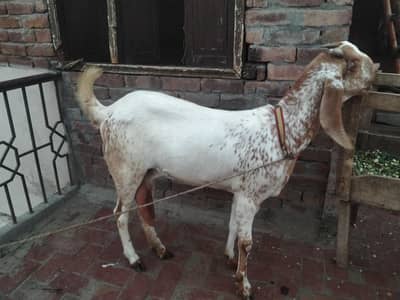 Makhi cheeni goat