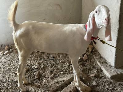 Rajanpuri Bakra Bakri