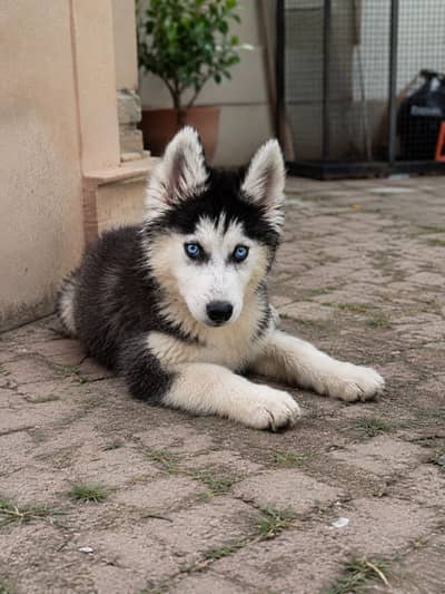 Purest breed Siberian Husky Puppies Available