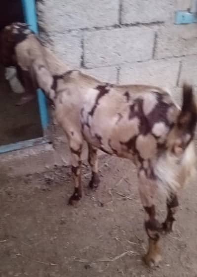2 pathain for sale