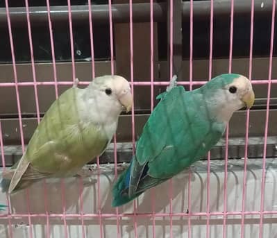Rosicolli ready to breed Pair