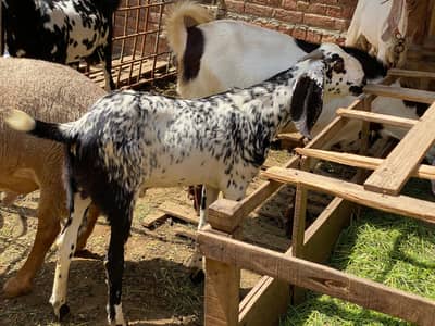 dasi bakra