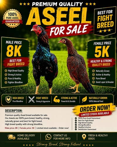 Pure  Mianwail Aseel Pair for Sale – Healthy & Strong