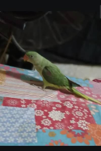 raw male