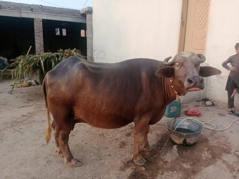 Bhoori jhoti — photo 2