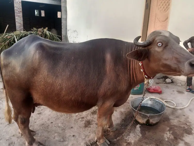 Bhoori jhoti — photo 4