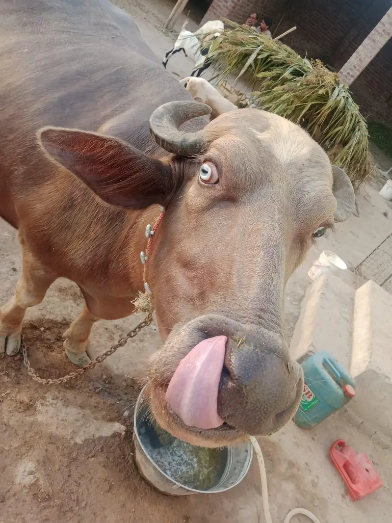 Bhoori jhoti — photo 5