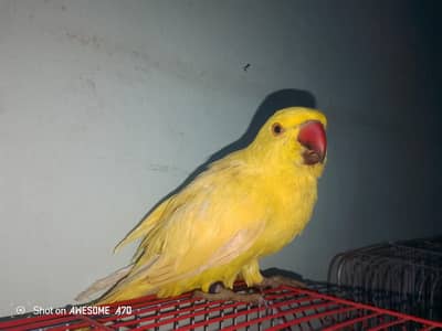 yellow ringneck pair