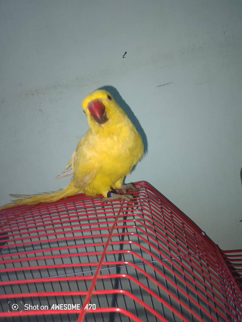 yellow ringneck pair 2