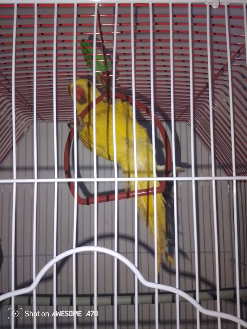 yellow ringneck pair 3