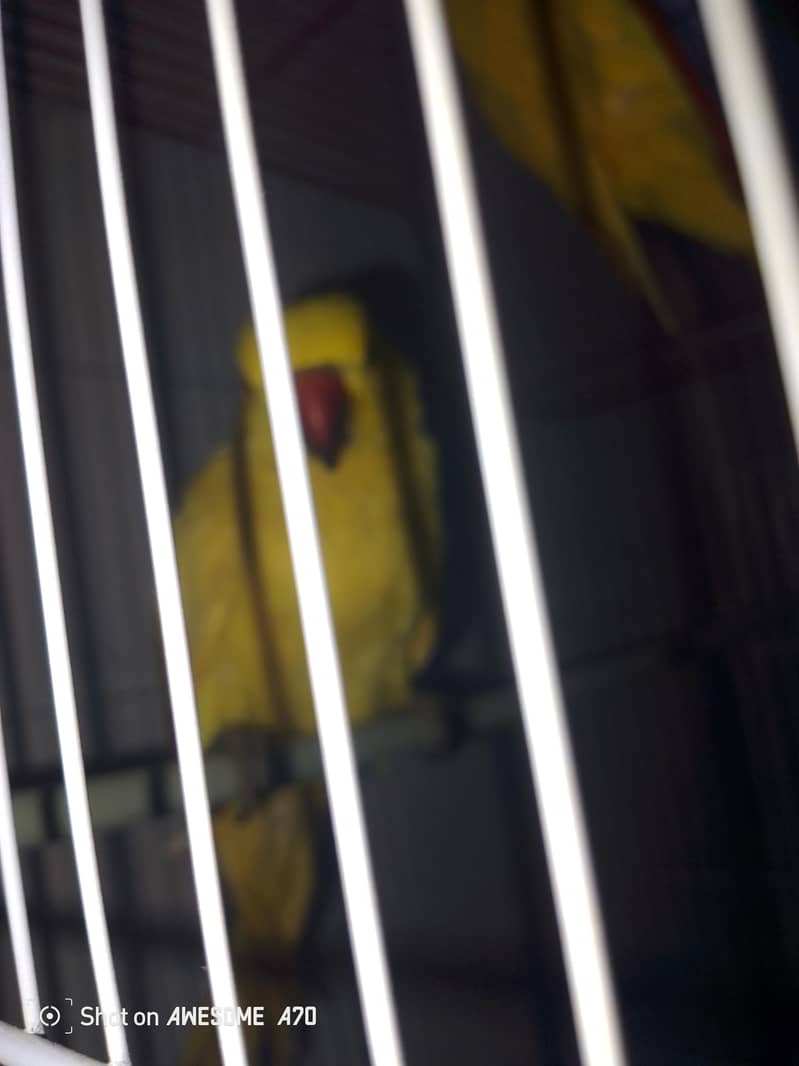 yellow ringneck pair 4