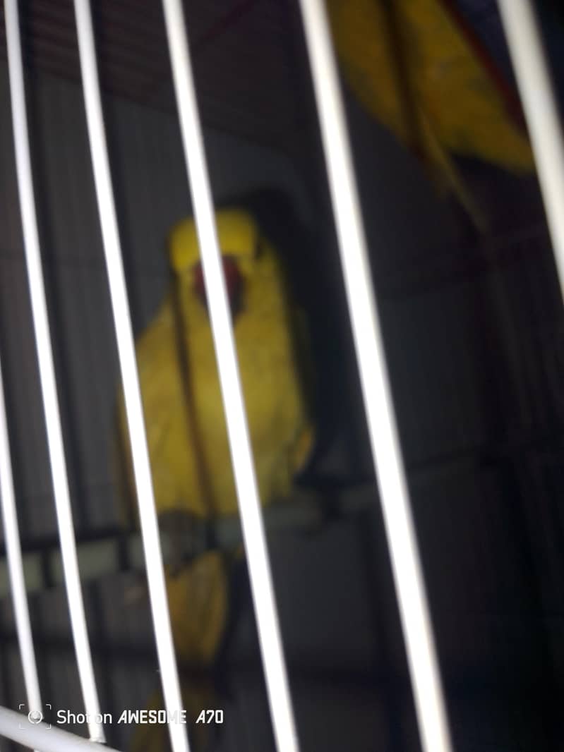 yellow ringneck pair 5