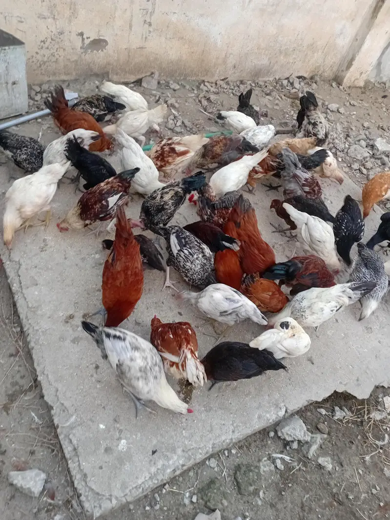 Golden masre and Dasi pathy patthin avelible — photo 2