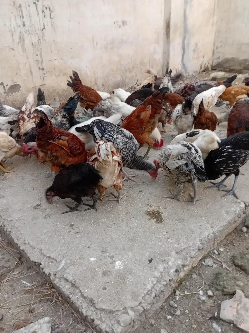 Golden masre and Dasi pathy patthin avelible — photo 4