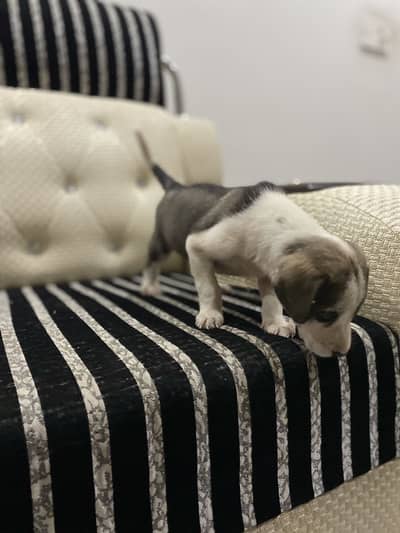 Active pointer puppie