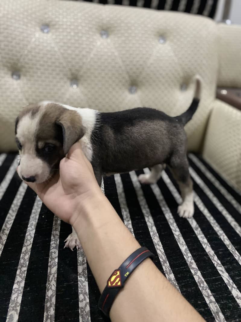 Active pointer puppie 1