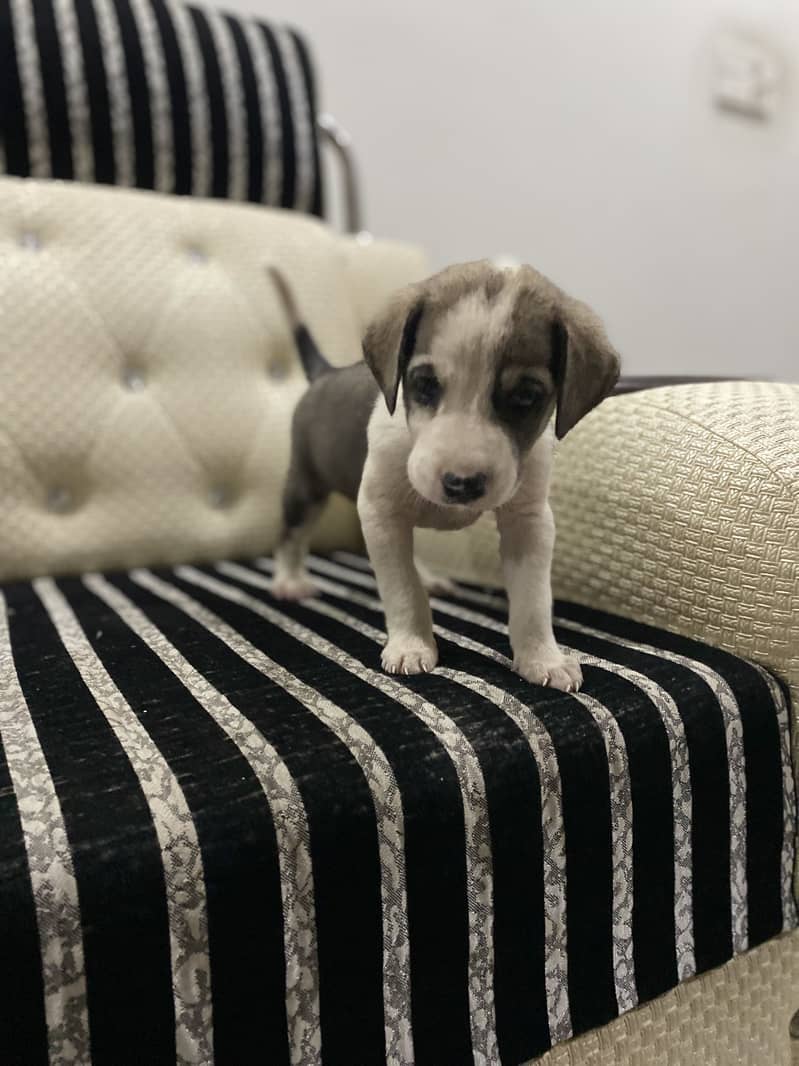 Active pointer puppie 2