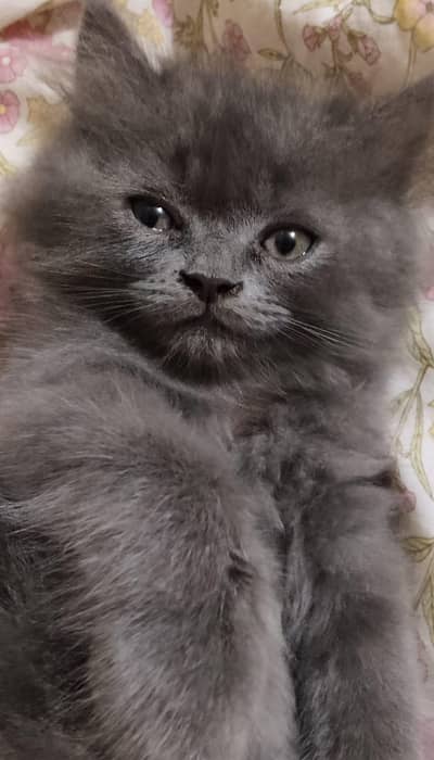Persian kitten