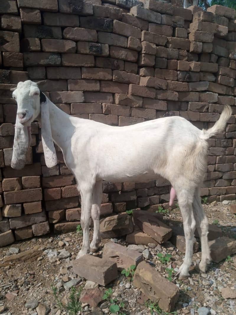 goats 1