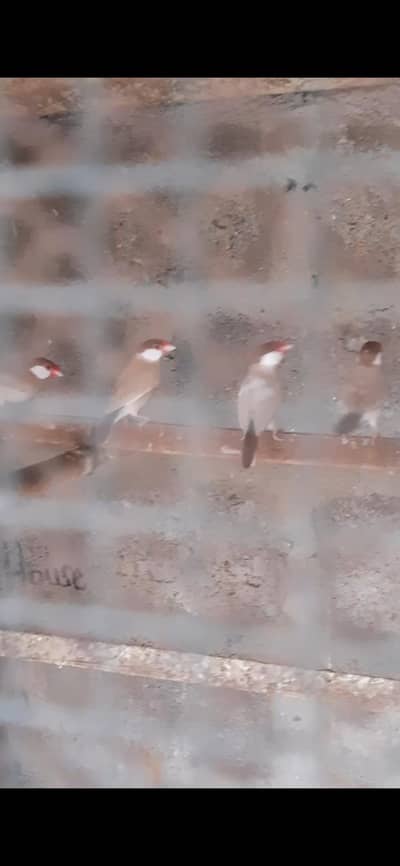 fawn java breeder pair