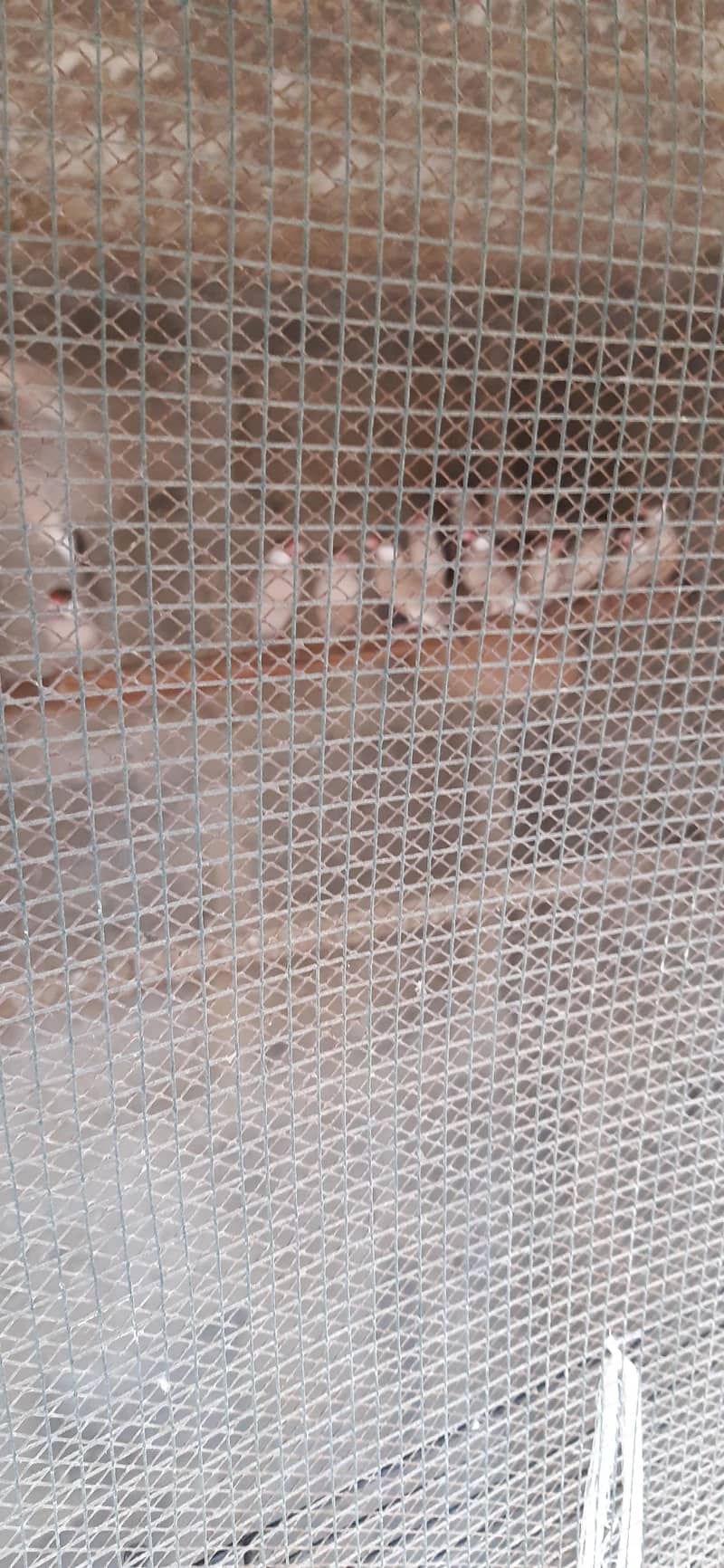 fawn java breeder pair 6