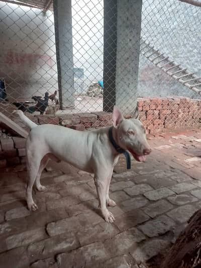 Kohati Gaddi gultair Male Dog for Sale