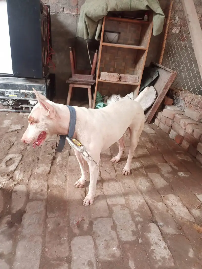 Kohati Gaddi gultair Male Dog for Sale — photo 3