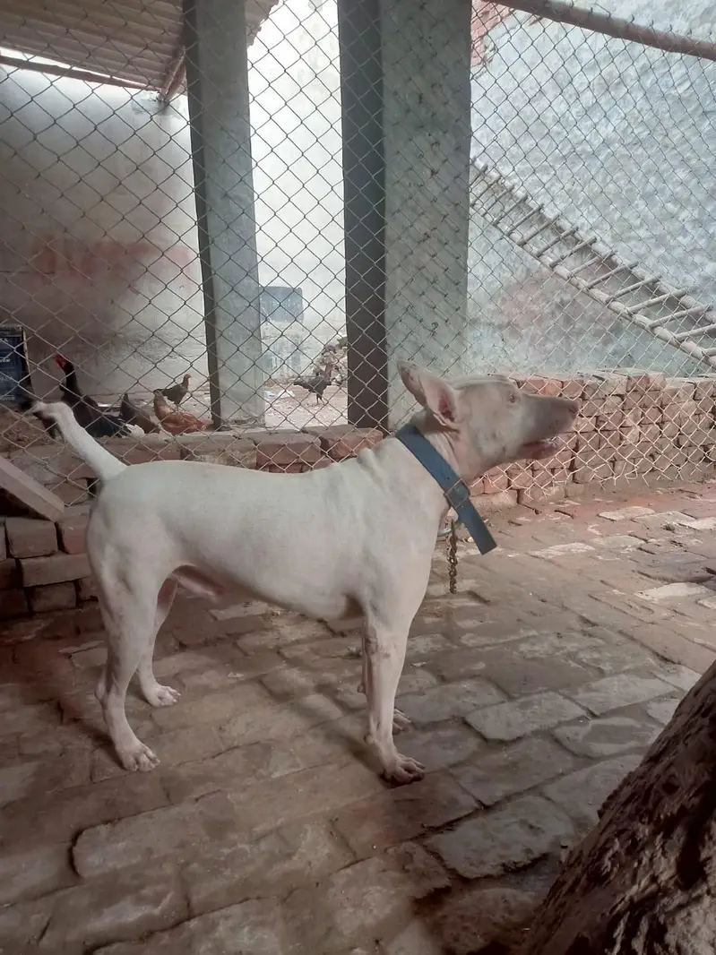 Kohati Gaddi gultair Male Dog for Sale — photo 4
