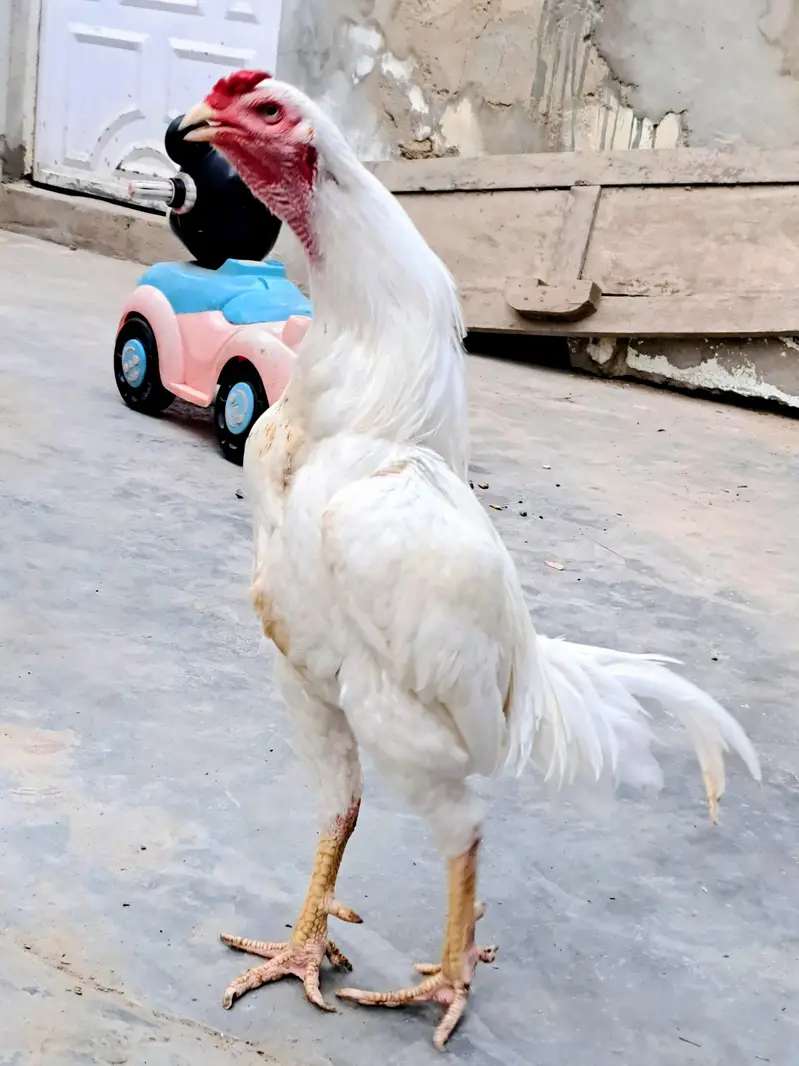paper white Heera — photo 3