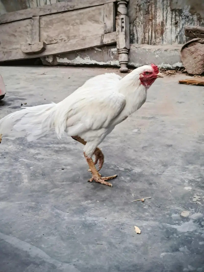 paper white Heera — photo 4